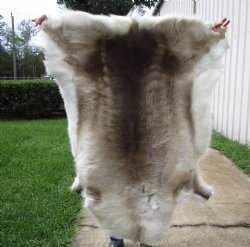 Finland Reindeer Hide, Skin, Fur with Blend of Tans, Brown, White 44-1/2 by 43 inches 