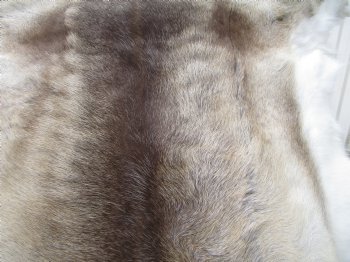Finland Reindeer Hide, Skin, Fur with Blend of Tans, Brown, White 44-1/2 by 43 inches 