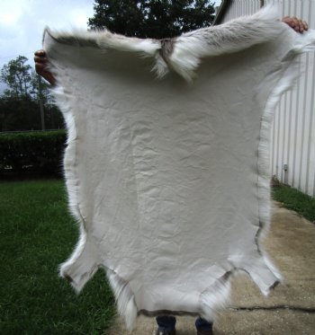Finland Reindeer Hide, Skin, Fur with Blend of Tans, Brown, White 44-1/2 by 43 inches 