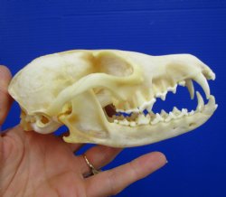 5-7/8 inches Authentic Red Fox Skull for Sale - Buy this one for $59.99