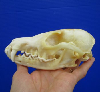 5-7/8 inches Authentic Red Fox Skull for Sale - Buy this one for $59.99