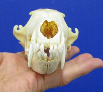 5-7/8 inches Authentic Red Fox Skull for Sale - Buy this one for $59.99
