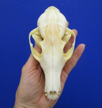 5-7/8 inches Authentic Red Fox Skull for Sale - Buy this one for $59.99