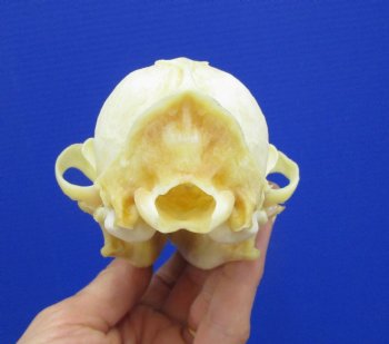 5-7/8 inches Authentic Red Fox Skull for Sale - Buy this one for $59.99