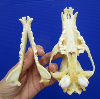 5-7/8 inches Authentic Red Fox Skull for Sale - Buy this one for $59.99