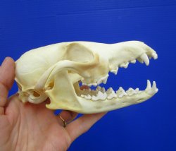 5-3/4 by 3 inches Authentic Red Fox Skull for Sale - Buy this one for $59.99
