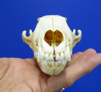 5-3/4 by 3 inches Authentic Red Fox Skull for Sale - Buy this one for $59.99