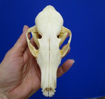5-3/4 by 3 inches Authentic Red Fox Skull for Sale - Buy this one for $59.99