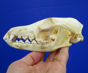 5-3/4 by 3 inches Authentic Red Fox Skull for Sale - Buy this one for $59.99
