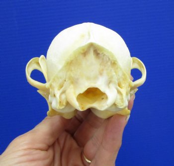 5-3/4 by 3 inches Authentic Red Fox Skull for Sale - Buy this one for $59.99