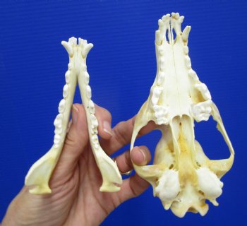 5-3/4 by 3 inches Authentic Red Fox Skull for Sale - Buy this one for $59.99