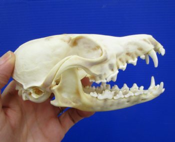 5-1/4 by 2-3/4 inches Authentic Red Fox Skull for Sale - Buy this one for $59.99
