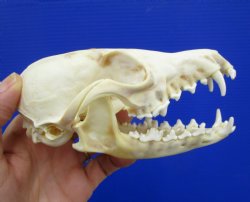5-1/4 by 2-3/4 inches Authentic Red Fox Skull for Sale - Buy this one for $59.99