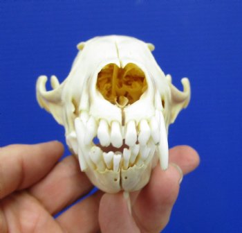 5-1/4 by 2-3/4 inches Authentic Red Fox Skull for Sale - Buy this one for $59.99