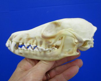 5-1/4 by 2-3/4 inches Authentic Red Fox Skull for Sale - Buy this one for $59.99