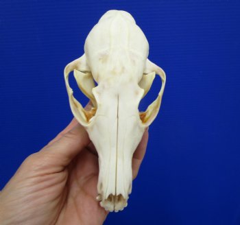 5-1/4 by 2-3/4 inches Authentic Red Fox Skull for Sale - Buy this one for $59.99