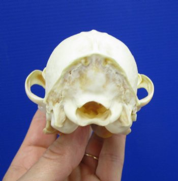 5-1/4 by 2-3/4 inches Authentic Red Fox Skull for Sale - Buy this one for $59.99