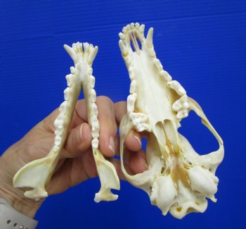 5-1/4 by 2-3/4 inches Authentic Red Fox Skull for Sale - Buy this one for $59.99