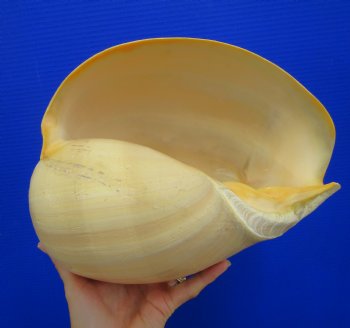 10-3/4 inches Large Crowned Baler Melon Shell for Sale - Buy this one for $14.99