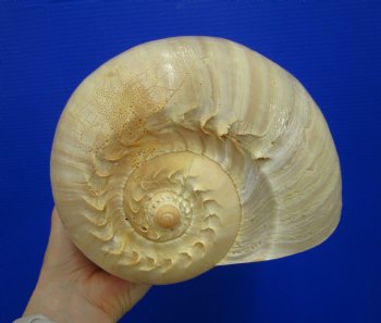 10-3/4 inches Large Crowned Baler Melon Shell for Sale - Buy this one for $14.99