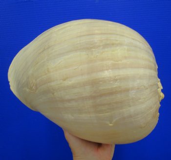 10-3/4 inches Large Crowned Baler Melon Shell for Sale - Buy this one for $14.99