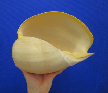 10-1/4 inches Large Crowned Baler Melon Shell for Sale - Buy this one for $14.99