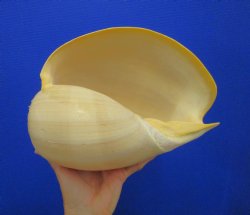 10-1/4 inches Large Crowned Baler Melon Shell for Sale - Buy this one for $14.99