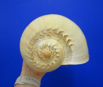 10-1/4 inches Large Crowned Baler Melon Shell for Sale - Buy this one for $14.99