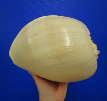 10-1/4 inches Large Crowned Baler Melon Shell for Sale - Buy this one for $14.99