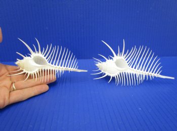 2 Large Venue Comb Murex Shells 5-7/8 and 4-7/8 inches - Buy these for $9 each <font color=red> HAVE NEEDLE SHARP SPINES </FONT>