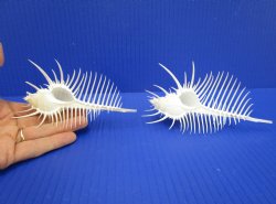 2 Large Venue Comb Murex Shells 5-7/8 and 4-7/8 inches - Buy these for $9 each <font color=red> HAVE NEEDLE SHARP SPINES </FONT>