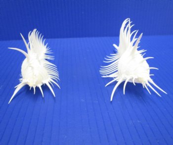 2 Large Venue Comb Murex Shells 5-7/8 and 4-7/8 inches - Buy these for $9 each <font color=red> HAVE NEEDLE SHARP SPINES </FONT>