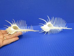 2 Large Venue Comb Murex Shells 5-1/2 and 5-1/8 inches - Buy these for $9 each <font color=red> HAVE NEEDLE SHARP SPINES </FONT>