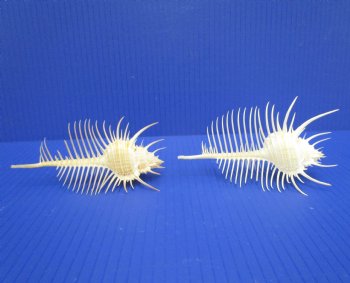 2 Large Venue Comb Murex Shells 5-1/2 and 5-1/8 inches - Buy these for $9 each <font color=red> HAVE NEEDLE SHARP SPINES </FONT>