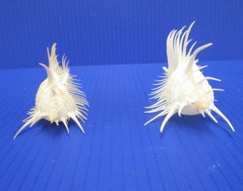 2 Large Venue Comb Murex Shells 5-1/2 and 5-1/8 inches - Buy these for $9 each <font color=red> HAVE NEEDLE SHARP SPINES </FONT>