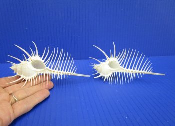 2 Large Venue Comb Murex Shells 5-1/8 and 5 inches - Buy these for $9 each <font color=red> HAVE NEEDLE SHARP SPINES </FONT>
