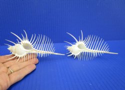 2 Large Venue Comb Murex Shells 5-1/8 and 5 inches - Buy these for $9 each <font color=red> HAVE NEEDLE SHARP SPINES </FONT>
