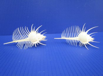 2 Large Venue Comb Murex Shells 5-1/8 and 5 inches - Buy these for $9 each <font color=red> HAVE NEEDLE SHARP SPINES </FONT>