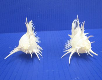2 Large Venue Comb Murex Shells 5-1/8 and 5 inches - Buy these for $9 each <font color=red> HAVE NEEDLE SHARP SPINES </FONT>