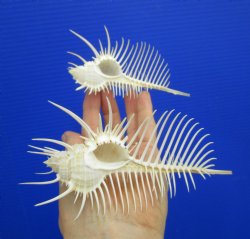 2 Large Venue Comb Murex Shells 5 and 5-1/8 inches - Buy these for $9 each <font color=red> HAVE NEEDLE SHARP SPINES </FONT>