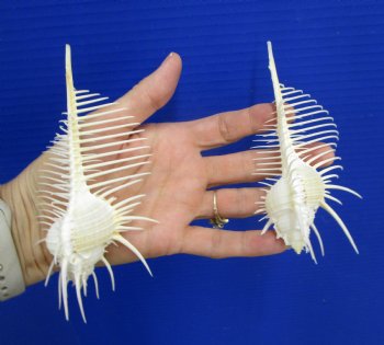2 Large Venue Comb Murex Shells 5 and 5-1/8 inches - Buy these for $9 each <font color=red> HAVE NEEDLE SHARP SPINES </FONT>