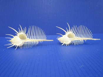 2 Large Venue Comb Murex Shells 5 and 5-1/8 inches - Buy these for $9 each <font color=red> HAVE NEEDLE SHARP SPINES </FONT>