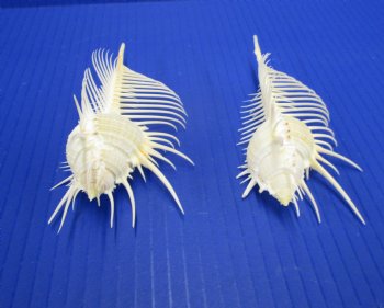 2 Large Venue Comb Murex Shells 5 and 5-1/8 inches - Buy these for $9 each <font color=red> HAVE NEEDLE SHARP SPINES </FONT>