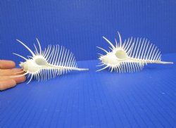 2 Large Venue Comb Murex Shells 5-1/4 and 5-1/8 inches - Buy these for $9 each <font color=red> HAVE NEEDLE SHARP SPINES </FONT>