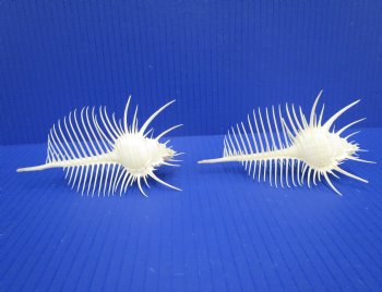 2 Large Venue Comb Murex Shells 5-1/4 and 5-1/8 inches - Buy these for $9 each <font color=red> HAVE NEEDLE SHARP SPINES </FONT>