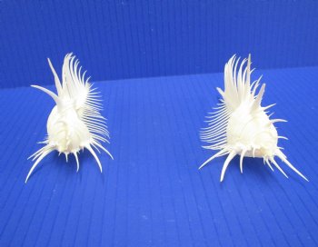 2 Large Venue Comb Murex Shells 5-1/4 and 5-1/8 inches - Buy these for $9 each <font color=red> HAVE NEEDLE SHARP SPINES </FONT>