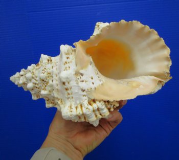 8-1/2 by 5 inches Frog Shell - Buy this one for $17.99