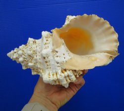 8-1/2 by 5 inches Frog Shell - Buy this one for $17.99