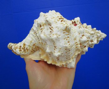 8-1/2 by 5 inches Frog Shell - Buy this one for $17.99