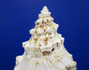 8-1/2 by 5 inches Frog Shell - Buy this one for $17.99